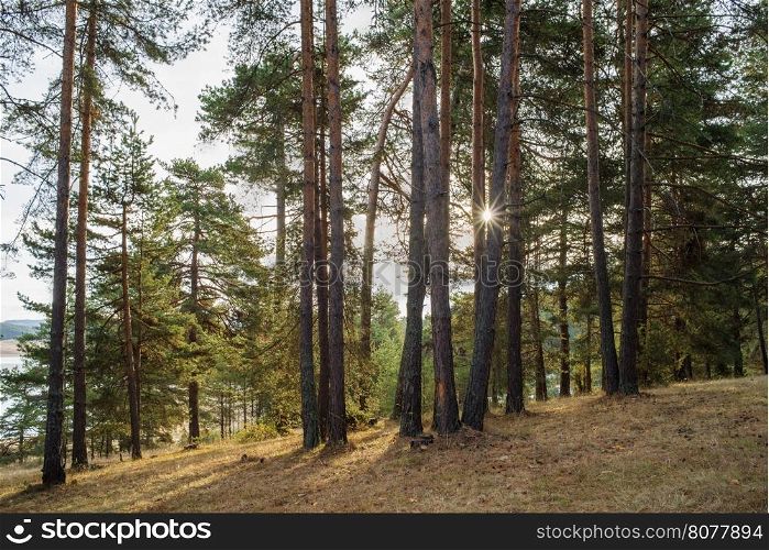 Pines in the forest and sunlight. Mountain trees