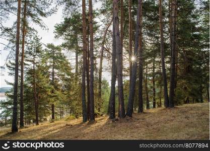 Pines in the forest and sunlight. Mountain trees