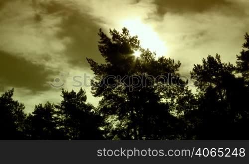 pines, sun and clouds. time lapse