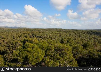 Pinetree forest stretches to horizon
