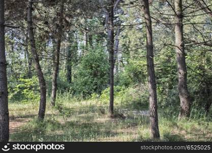 Pinewood forest on Italian countryside