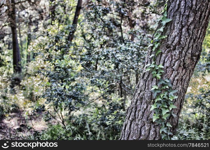 Pinewood forest on Italian countryside