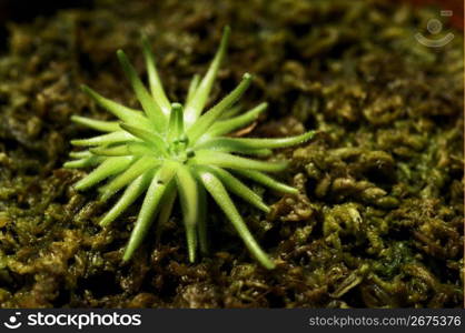 Pinguicula