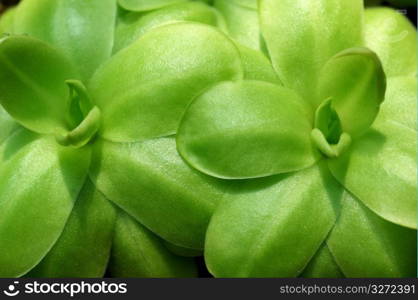 Pinguicula caudata Schlecht