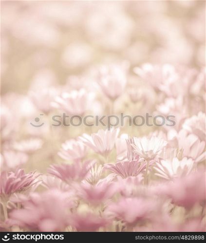 Pink abstract floral background, daisy flowers, soft focus, spring nature, blooming meadow, shallow depth of field