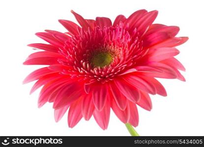 Pink African daisy close-up isolated on white background