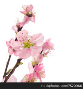 Pink almond flowers isolated on white background. Selective focus