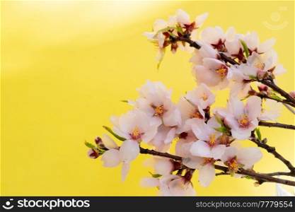 pink almond tree bloom pn illuminating yellow background. almond tree bloom