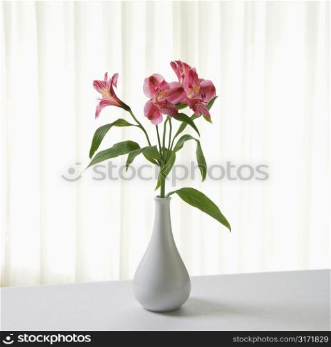Pink Alstremeria flowers in white vase.
