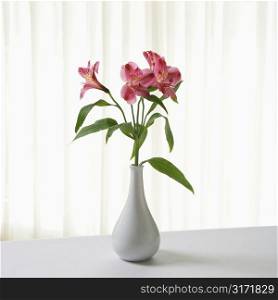 Pink Alstremeria flowers in white vase.