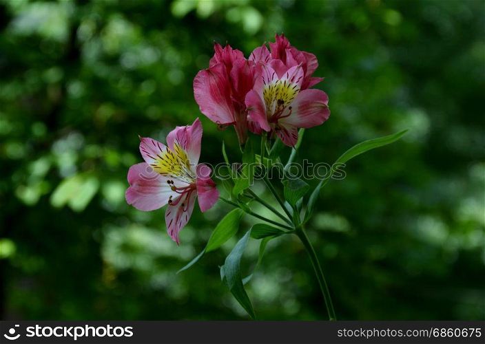 Pink alstroemeria flowers in the green natural background, Sofia, Bulgaria