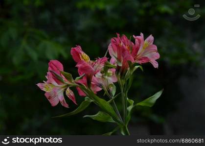 Pink alstroemeria flowers in the green natural background, Sofia, Bulgaria