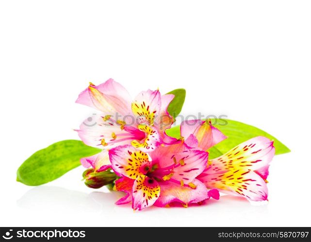 Pink alstroemeria isolated on a white background. Pink alstroemeria isolated