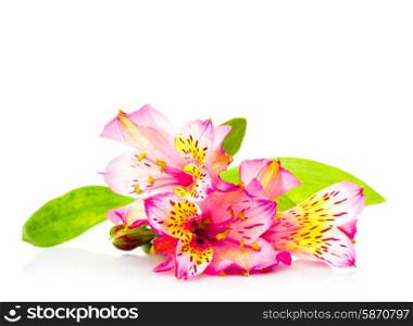 Pink alstroemeria isolated on a white background. Pink alstroemeria isolated