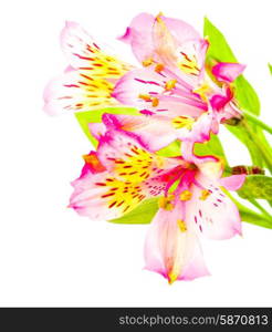 Pink alstroemeria isolated on a white background. Pink alstroemeria isolated