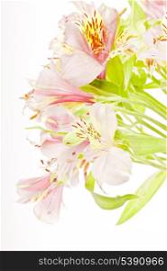 Pink alstroemeria isolated on white background