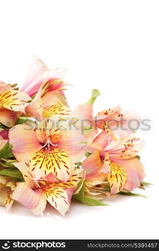 Pink alstroemeria isolated on white background