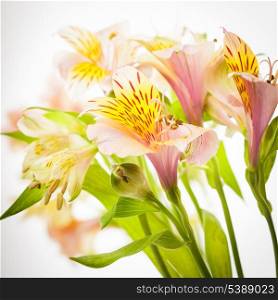 Pink alstroemeria isolated on white background closeup