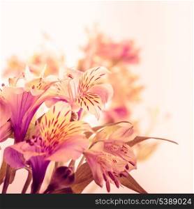 Pink alstroemeria isolated on white background closeup