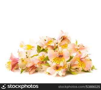 Pink alstroemeria isolated on white background closeup