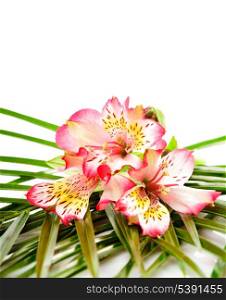 Pink alstroemeria on palm leaves isolated on white background with copy space