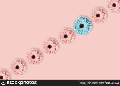 Pink and blue Daisies, chamomile or gerbera flower isolated on pastel pink background. Pop art design, creative unique concept. Floral pattern with blue, pink and yellow flower in minimal style.. Daisies, chamomile or gerbera flower isolated at pastel pink background.