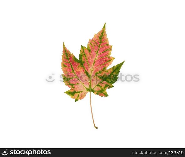 Pink and green Autumn leaf isolated on white background