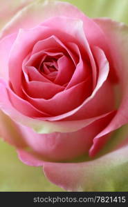 Pink and green rose. Shallow depth of field - focusing on tips of pedals.