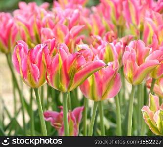 Pink And Green Tulips ,Close Up