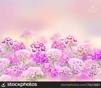 Pink and purple carnation flowers bloom in the garden