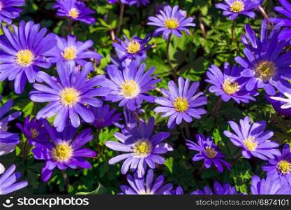 Pink and Purple Flowers Background