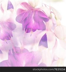 pink and purple fuchsia flowers watercolor background