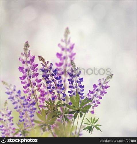 Pink And Purple Lupine Flowers Bloom