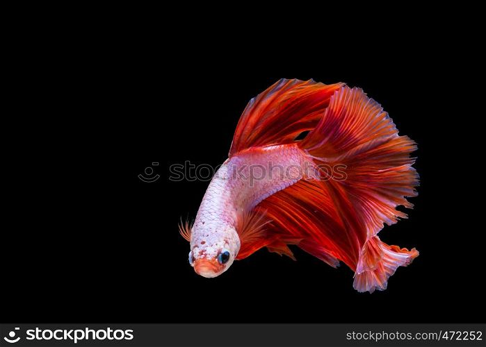 Pink and red betta fish, siamese fighting fish on black background