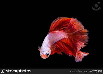 Pink and red betta fish, siamese fighting fish on black background