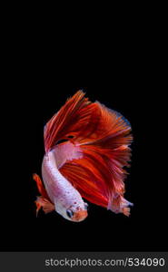 Pink and red betta fish, siamese fighting fish on black background. Pink and red betta fish