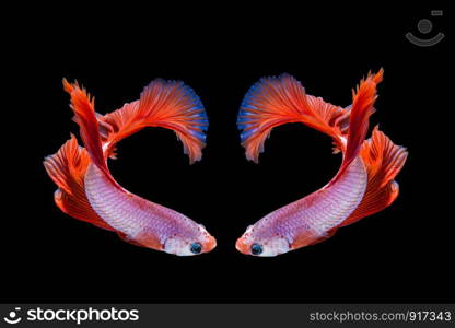 Pink and red betta fish, siamese fighting fish on black background