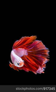 Pink and red betta fish, siamese fighting fish on black background