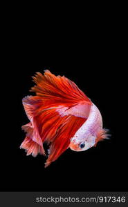 Pink and red betta fish, siamese fighting fish on black background