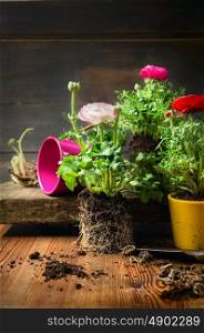 Pink and red buttercups potting on rustic wooden background