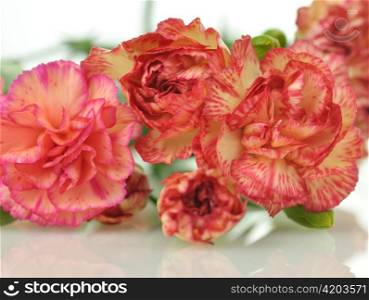pink and red carnation flowers , close up shot