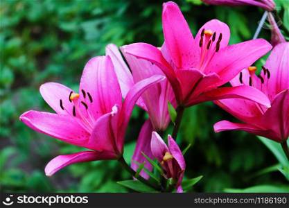 pink and red garden lillies, flowers, nature. pink and red garden lillies, flowers, nature.