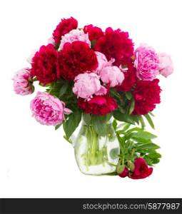pink and red peonies. bouquet of fresh pink and red peonies in glass vase isolated on white background