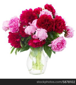 pink and red peonies. bouquet of fresh pink and red peonies isolated on white background