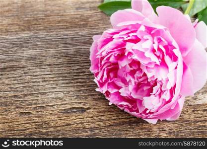 pink and red peonies. bouquet of fresh pink peonies on wooden background