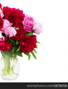 pink and red peonies. bouquet of pink and red peonies close up isolated on white background