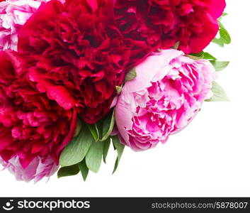 pink and red peonies. bunch of fresh pink and red peony flowers isolated on white background