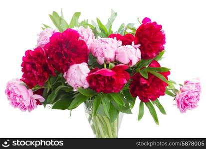 pink and red peonies. bunch of pink and red peonies isolated on white background