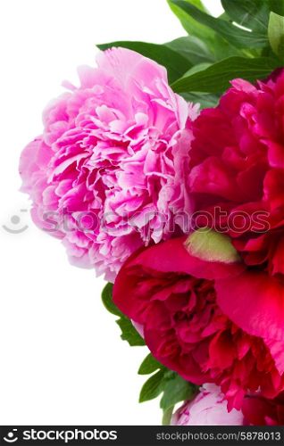 pink and red peonies. fresh pink and red peony flowers isolated on white background