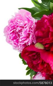 pink and red peonies. fresh pink and red peony flowers isolated on white background